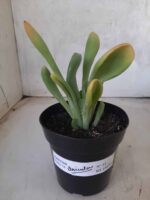 Suculenta Kalanchoe "Oricula" Nº 31 - Vaso 15