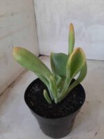 Suculenta Kalanchoe "Oricula" Nº 31 - Vaso 15 - Imagem 7