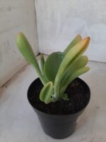 Suculenta Kalanchoe "Oricula" Nº 31 - Vaso 15 - Imagem 6