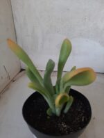 Suculenta Kalanchoe "Oricula" Nº 31 - Vaso 15 - Imagem 5