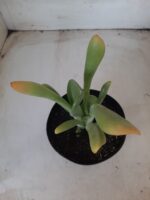 Suculenta Kalanchoe "Oricula" Nº 31 - Vaso 15 - Imagem 3