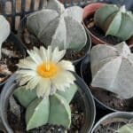 Sementes de cactos ASTROPHYTUM MYRIOSTIGMA