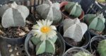 Sementes de cactos ASTROPHYTUM MYRIOSTIGMA