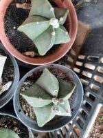 Sementes de cactos ASTROPHYTUM MYRIOSTIGMA - Imagem 8