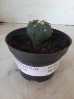 ASTROPHYTUM ASTERIAS Nº 489 – vaso 11 - Imagem 2
