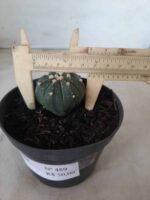ASTROPHYTUM ASTERIAS Nº 489 – vaso 11 - Imagem 10