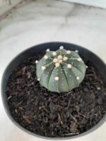 ASTROPHYTUM ASTERIAS Nº 489 – vaso 11