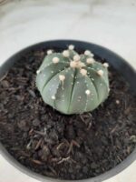 ASTROPHYTUM ASTERIAS Nº 489 – vaso 11 - Imagem 8