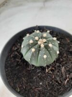 ASTROPHYTUM ASTERIAS Nº 489 – vaso 11 - Imagem 7