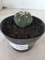 ASTROPHYTUM ASTERIAS Nº 489 – vaso 11 - Imagem 6