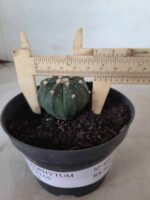 ASTROPHYTUM ASTERIAS Nº 489 – vaso 11 - Imagem 4