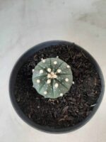 ASTROPHYTUM ASTERIAS Nº 489 – vaso 11 - Imagem 3