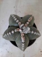 Sementes de cactos ASTROPHYTUM MYRIOSTIGMA - Imagem 4