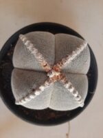 Sementes de cactos ASTROPHYTUM MYRIOSTIGMA - Imagem 9