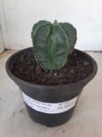 ASTROPHYTUM MYRIOSTIGMA cv FUKURYU Nudum  Nº 572 – vaso 15 - Imagem 2