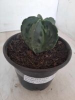 ASTROPHYTUM MYRIOSTIGMA cv FUKURYU Nudum  Nº 572 – vaso 15 - Imagem 9