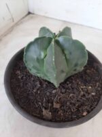 ASTROPHYTUM MYRIOSTIGMA cv FUKURYU Nudum  Nº 572 – vaso 15 - Imagem 11