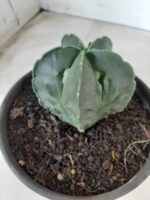 ASTROPHYTUM MYRIOSTIGMA cv FUKURYU Nudum  Nº 572 – vaso 15 - Imagem 10