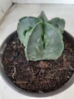 ASTROPHYTUM MYRIOSTIGMA cv FUKURYU Nudum  Nº 572 – vaso 15 - Imagem 8