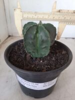 ASTROPHYTUM MYRIOSTIGMA cv FUKURYU Nudum  Nº 572 – vaso 15 - Imagem 4