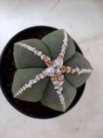 Sementes de cactos ASTROPHYTUM MYRIOSTIGMA - Imagem 13