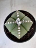 Sementes de cactos ASTROPHYTUM MYRIOSTIGMA - Imagem 14