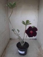 Planta Dobrada 2314 – 30cm – 02 anos - Imagem 2