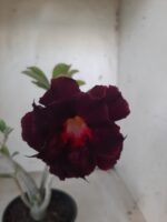 Planta Dobrada 2314 – 30cm – 02 anos