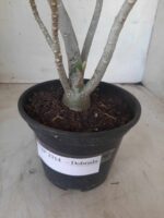 Planta Dobrada 2314 – 30cm – 02 anos - Imagem 8