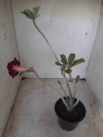 Planta Dobrada 2314 – 30cm – 02 anos - Imagem 7