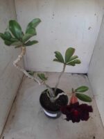 Planta Dobrada 2314 – 30cm – 02 anos - Imagem 5