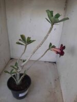 Planta Dobrada 2314 – 30cm – 02 anos - Imagem 6