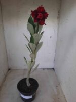 Planta Dobrada 2332 – 30cm – 02 anos - Imagem 2