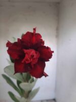 Planta Dobrada 2332 – 30cm – 02 anos - Imagem 5