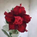 Planta Dobrada 2332 – 30cm – 02 anos