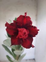 Planta Dobrada 2332 – 30cm – 02 anos