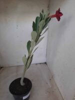 Planta Dobrada 2332 – 30cm – 02 anos - Imagem 7