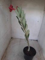 Planta Dobrada 2332 – 30cm – 02 anos - Imagem 6