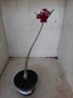 Planta Dobrada 2360 – 30cm – 01 ano - Imagem 2