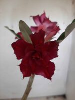 Planta Dobrada 2360 – 30cm – 01 ano