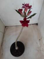 Planta Dobrada 2360 – 30cm – 01 ano - Imagem 6