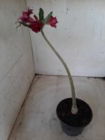 Planta Dobrada 2360 – 30cm – 01 ano - Imagem 4