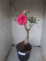 ENXERTO 11571 – 35cm (cor LM 04) - vaso 20 - Imagem 2