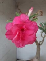 ENXERTO 11571 – 35cm (cor LM 04) - vaso 20