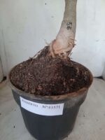 ENXERTO 11571 – 35cm (cor LM 04) - vaso 20 - Imagem 9