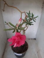 ENXERTO 11571 – 35cm (cor LM 04) - vaso 20 - Imagem 5