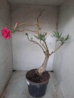 ENXERTO 11571 – 35cm (cor LM 04) - vaso 20 - Imagem 8