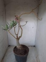 ENXERTO 11571 – 35cm (cor LM 04) - vaso 20 - Imagem 7