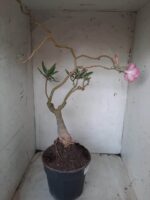 ENXERTO 11571 – 35cm (cor LM 04) - vaso 20 - Imagem 6