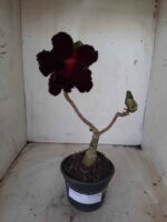 ENXERTO 11594 – 25cm (cor LM 217) - Imagem 2